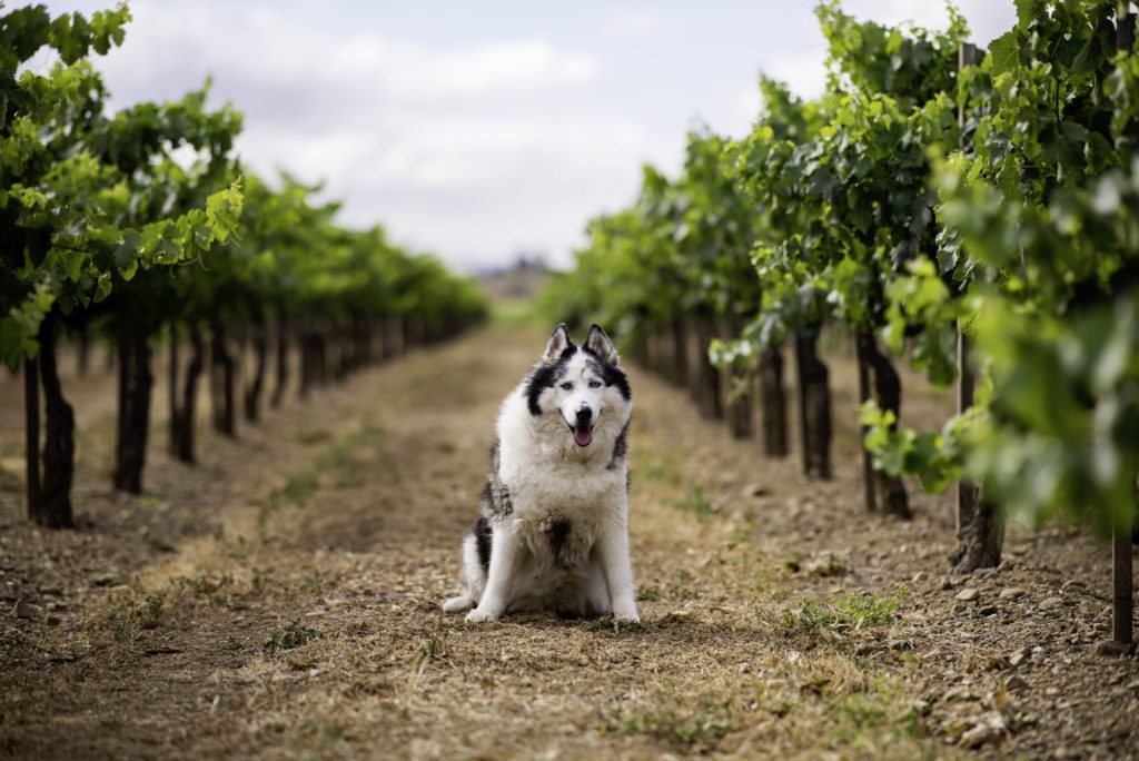 family portraits at guglielmo winery