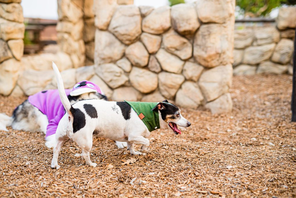 Flintstones Themed Family Portraits